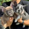 Photo №2 to announcement № 84231 for the sale of french bulldog - buy in Finland private announcement