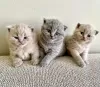 Photo №1. british shorthair - for sale in the city of Helsinki | negotiated | Announcement № 107537