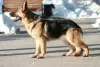 Photo №3. German shepherd puppies. Russian Federation