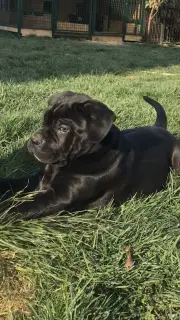 Additional photos: Cane Corso