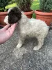 Additional photos: Lagotto Romagnolo puppies