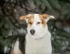 Photo №3. Gerda - a tender dog - is looking for a home.. Russian Federation