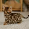 Photo №1. bengal cat - for sale in the city of Prague | negotiated | Announcement № 106489