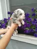 Additional photos: English bulldog, puppy