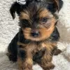 Photo №1. beaver yorkshire terrier - for sale in the city of Ylläsjärvi | Is free | Announcement № 128362