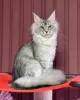 Photo №1. maine coon - for sale in the city of Texas City | 500$ | Announcement № 105634