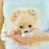 Photo №1. pomeranian - for sale in the city of Ужгород | 1057$ | Announcement № 115891