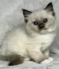 Photo №2 to announcement № 105111 for the sale of ragdoll - buy in United States private announcement