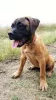 Photo №1. bullmastiff - for sale in the city of Stavropol | negotiated | Announcement № 23483