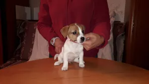 Photo №3. Jack Russell Terrier puppies. Russian Federation