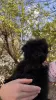 Photo №1. poodle (toy) - for sale in the city of Болонья | 317$ | Announcement № 43372