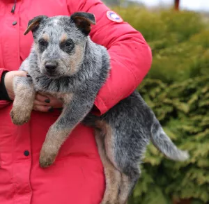 Additional photos: Australian Healer Puppies