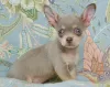 Photo №1. chihuahua - for sale in the city of Москва | negotiated | Announcement № 110793