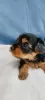 Photo №1. yorkshire terrier - for sale in the city of Rochester | 500$ | Announcement № 101290