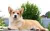 Additional photos: welsh corgi pembroke puppies girls from Interchampion