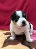 Photo №4. I will sell jack russell terrier in the city of Haifa. private announcement - price - negotiated