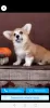 Photo №1. welsh corgi - for sale in the city of Rostov-on-Don | negotiated | Announcement № 79308