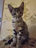 Photo №4. I will sell savannah cat in the city of Tallinn. breeder - price - 1585$