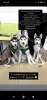 Photo №1. siberian husky - for sale in the city of Chernivtsi | negotiated | Announcement № 9816