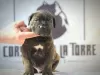 Photo №3. Cane Corso puppies. Serbia