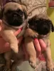 Additional photos: Pug puppies