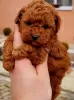 Photo №1. poodle (toy) - for sale in the city of Werbass | negotiated | Announcement № 127439