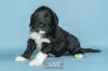 Photo №2 to announcement № 98479 for the sale of portuguese water dog - buy in Portugal breeder