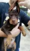 Additional photos: doberman puppies