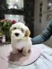 Additional photos: Havanese puppies