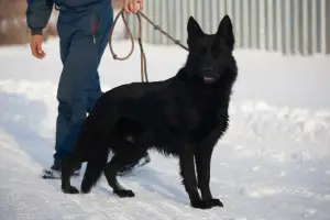 Additional photos: black dark-eyed German shepherd from 10.08 with metric KSU / FCI