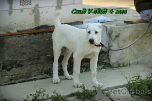 Additional photos: Central Asian Shepherd Puppy