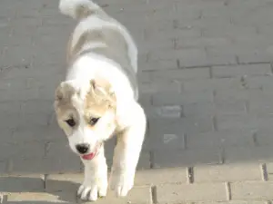 Photo №1. central asian shepherd dog - for sale in the city of Minsk | 376$ | Announcement № 2213