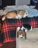 Additional photos: beagle puppies raised in a loving family home, 