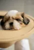 Additional photos: Selling puppies of the Shih Tzu breed.