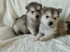 Photo №1. alaskan malamute - for sale in the city of Аугсбург | 141$ | Announcement № 129391