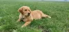 Additional photos: Golden Retriever puppy - female