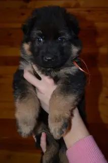 Additional photos: German Shepherd. D / n. German shepherd. L / W Puppies