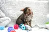 Photo №4. I will sell bengal cat in the city of Miamisburg. private announcement - price - 350$