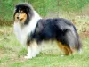 Additional photos: Rough Collie puppies