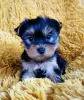 Photo №1. yorkshire terrier - for sale in the city of Geļenova | Is free | Announcement № 119464