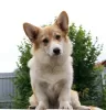 Additional photos: welsh corgi pembroke puppies girls from Interchampion