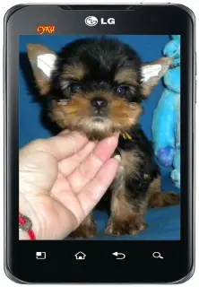 Photo №1. yorkshire terrier - for sale in the city of Naberezhnye Chelny | 137$ | Announcement № 2991