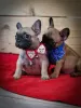 Additional photos: French Bulldog puppies