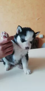 Additional photos: Husky puppies