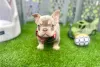 Photo №3. Bundle of joy French bulldog puppies ready to bring joy. United States