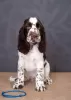 Photo №4. I will sell english springer spaniel in the city of Kiev. from nursery, breeder - price - negotiated