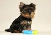 Additional photos: Yorkshire Terrier puppies for sale