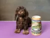 Additional photos: Miniature Wirehaired Dachshund Puppy