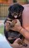 Additional photos: rottweiler