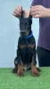 Photo №2 to announcement № 119390 for the sale of dobermann - buy in Serbia breeder